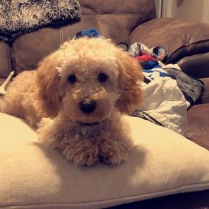 Meet your Posher, Shelby